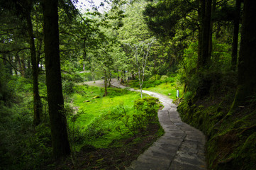 trails to go out forest in Taiwan mountain - Alishan