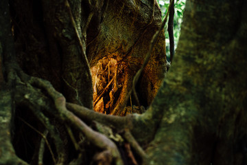 Liana in the jungle, background. tree roots, the glow from the r