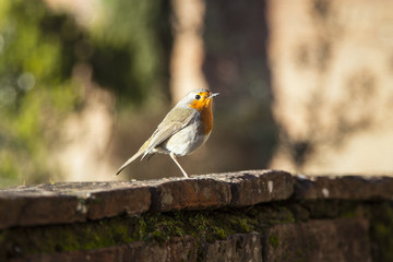 uccello pettirosso su un antico muretto nella campagna Toscana