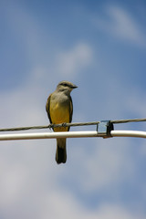 Bird on a Wire