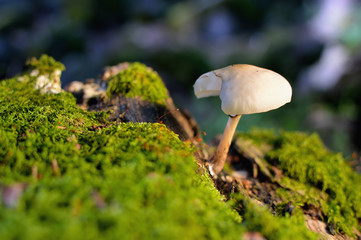 White mushroom in the forest. Moss create a floor surrounding the fungus.