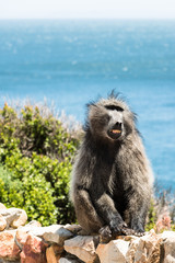 African Baboon showing its teeth