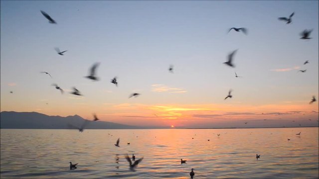 Seagulls flying and swimming on the sea at sunset.