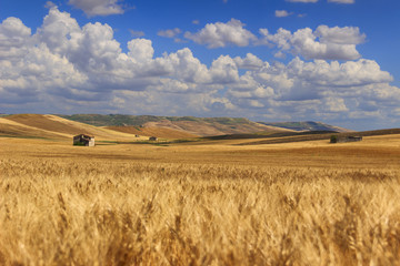 RURAL LANDSCAPE SUMMER.Between Apulia and Basilicata: countryside with cornfield dominated by a clouds.ITALY. Hilly countryside: in the background abandoned farmhouses and bales of hay.