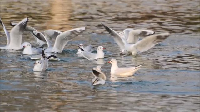 Seagulls flying, landing and swimming on a pond. Seagulls splashing and cleaning feathers on a pond.