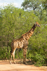 Giraffe grazing in the bush