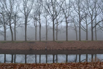 Fototapeten dubbele bomenrij van Amerikaanse eik langs mistig Apeldoorns Kanaal © henkbouwers