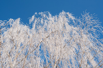 Frost branch tree