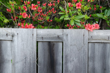 Fototapeta na wymiar 古い塀と赤い花