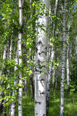 Obraz premium Brzoza w lesie