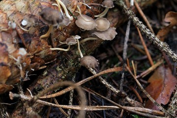Pilze wachsen aus einem Tannenzapfen
