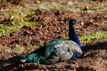 Sitting male peacock
