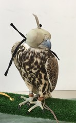 Falke sitzend auf Bank