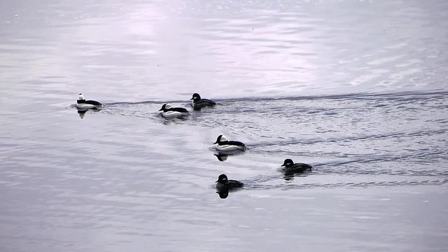 Bufflehead (Bucephala albeola) group swims together on lake