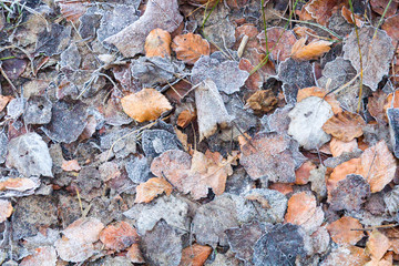 Frosty Leaves