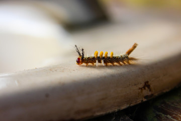 worm on the Wash basin