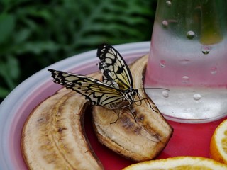 Schmetterling nascht an Banane