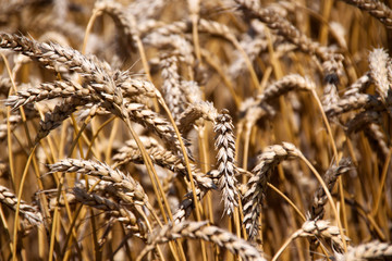 Ears of golden wheat close up in sunny summer day
