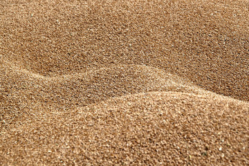Fototapeta na wymiar Background made of wheat grains. Wheat grains texture, top view