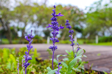 Obraz premium Hyacinth field