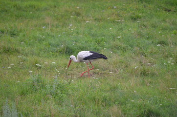 Bocian/A stork, Poland
