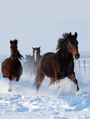Horses galloping along on deep snow 