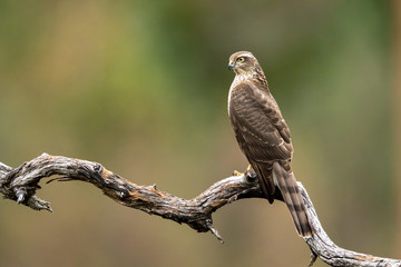 Sparrow hawk sitting on dead branch with blurred background