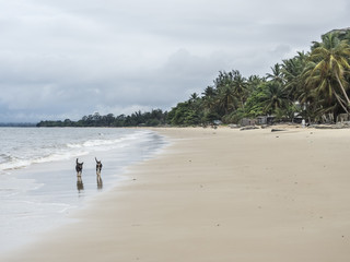 Dogs on the beach