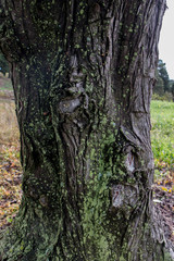 green fungus on a tree