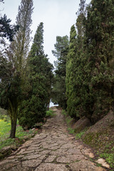 Fototapeta na wymiar Countryside path with cypress trees along.