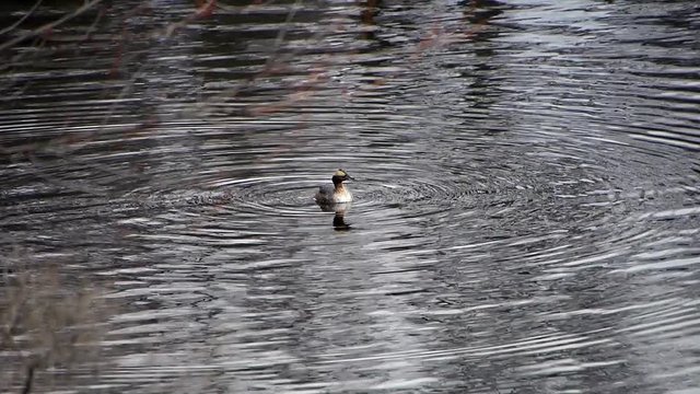 Horned grebe (Podiceps auritus) dives underwater on lake