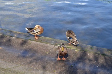 Kaczki/The ducks