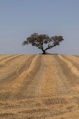 Arid Alentejo landscape