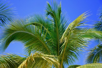 Palm tree in Jamaica