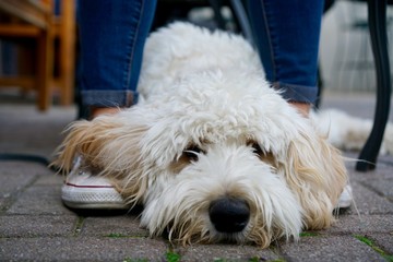 lounging Labradoodle