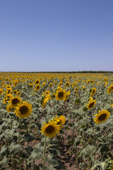 Obraz premium Sunflower field