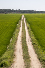 Fototapeta na wymiar Rice field cultivation