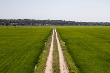 Rice field cultivation