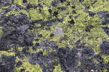 stone background with lichen