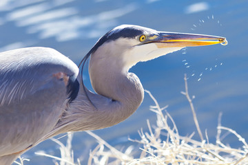 Great Blue Heron eating Fish