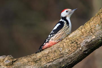 Wachsamer Mittelspecht