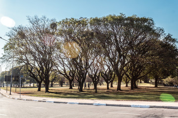 Trees near Ibirapuera Park in Sao Paulo, Brazil (Brasil)