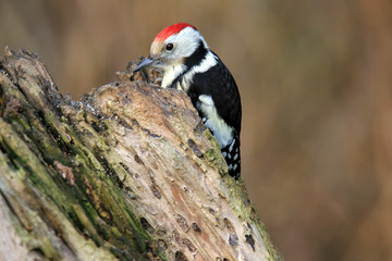 Mittelspecht am Baumstamm