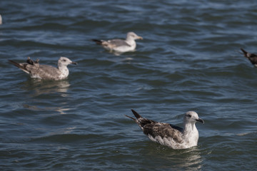 Seagulls swimming