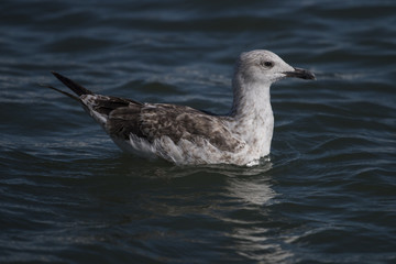 Seagull swimming
