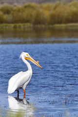 Fototapeta na wymiar White Pelican in Martis Lake, Truckee, California
