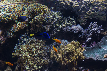 Under the sea life