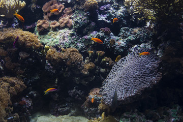 Under the sea life