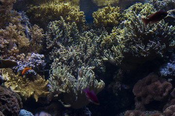 Under the sea life