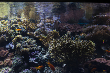 Fototapeta na wymiar Under the sea life